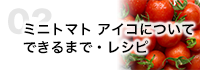 ミニトマト アイコについて